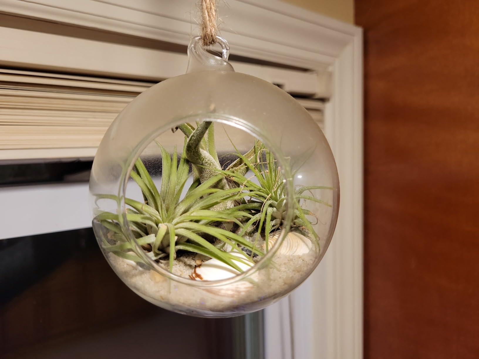 Mkono Hanging Glass Terrarium, 2 Pack Air Plant Holder Globe Hanger Planter customer photo 1