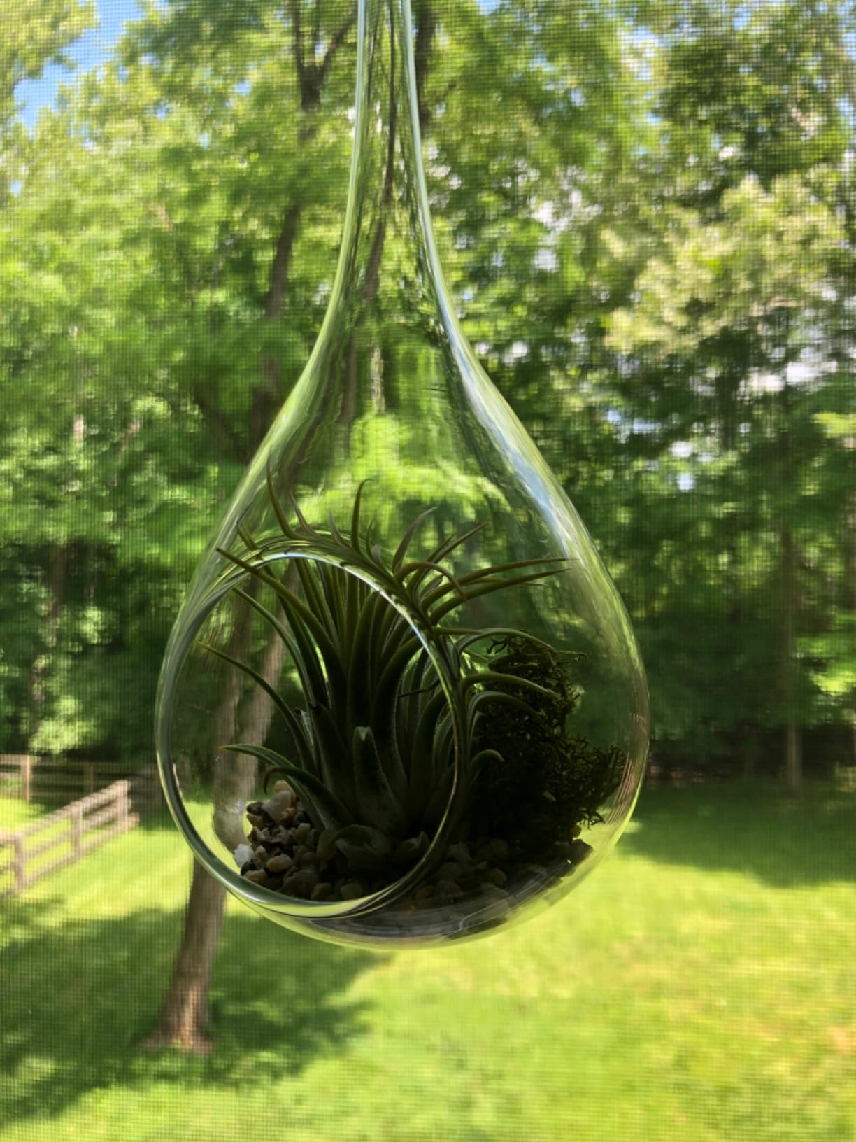 Mkono Hanging Glass Terrarium, 2 Pack Air Plant Holder Globe Hanger Planter customer photo 2