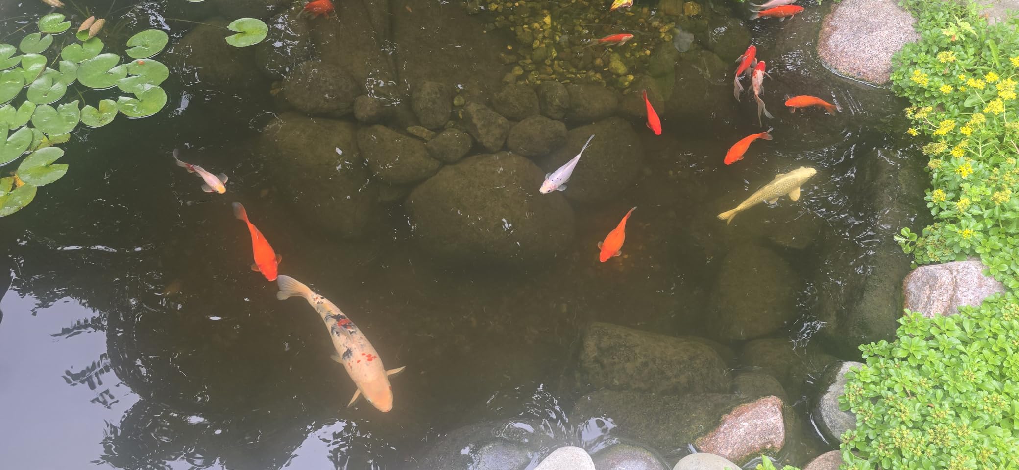 Classic Koi Pond Filter Pad FINE - White Bulk Roll Pond Filter Media, Ultra-Durable Pond Filters for Outdoor Ponds, Reusable Fish Pond Filter Material, USA, Aquatic Experts (3/4