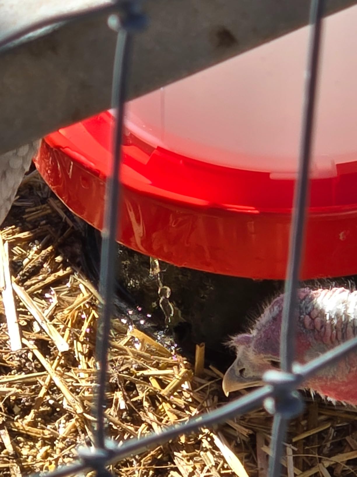 API 3 Gallon Heated Chicken or Bird Waterer with Overheating Protection, Galvanized Steel Handle, and Easy to Fill Funnel Design, White customer photo 1