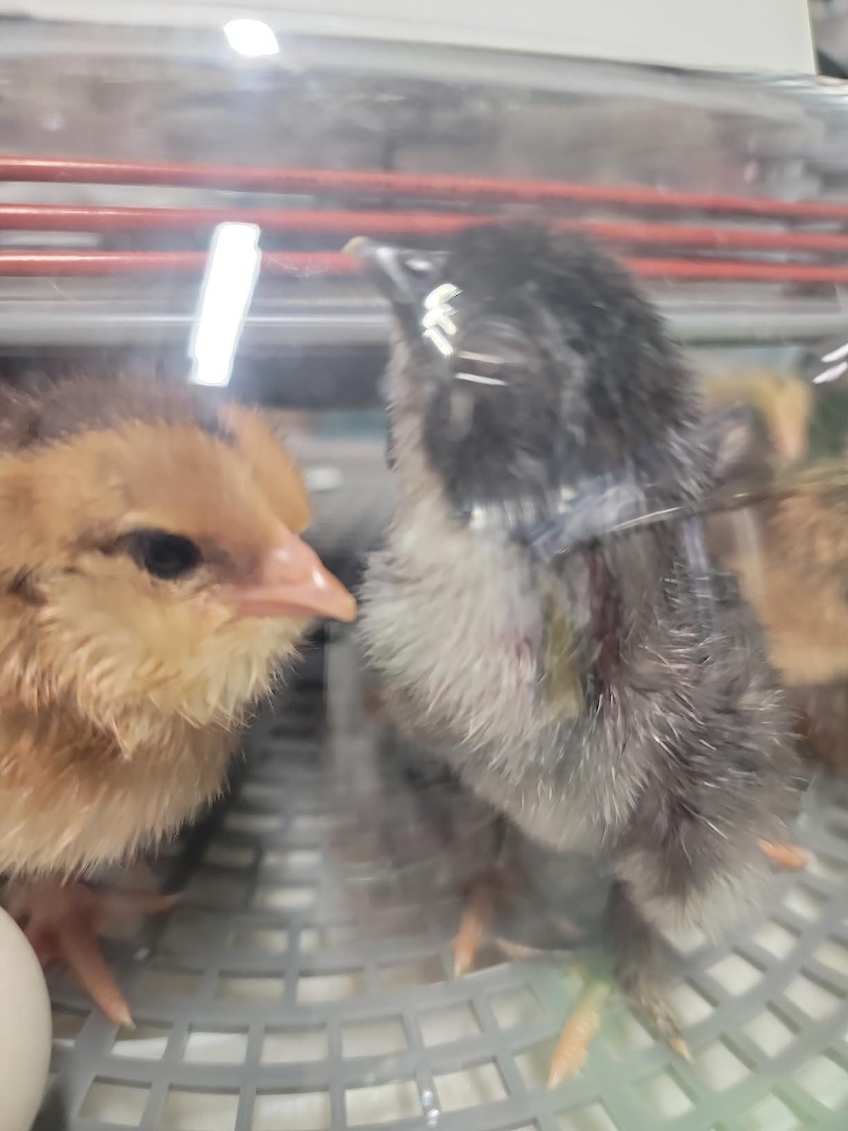 Harris Farms Nurture Right Egg Incubator with Auto Turner, Holds 22 Eggs | Automatic Egg Turner, Temperature & Humidity Control, 360° Viewing Window, Ideal for Hatching Chicks customer photo 1