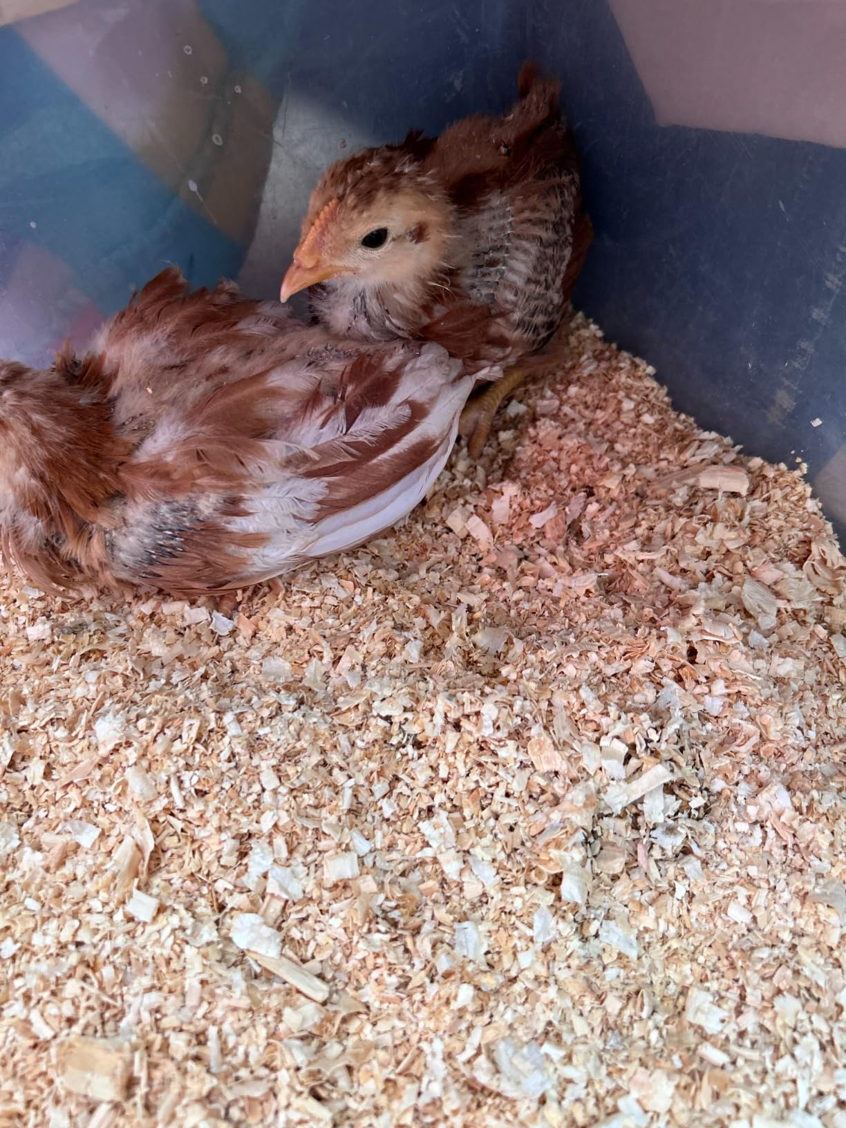 Omlet Automatic Chicken Coop Door Opener Operated by Light Sensor or Timer | Easy to Install, No Maintenance Required | Improves Coop Security and Insulation | Built-in Safety Sensors | Green customer photo 1
