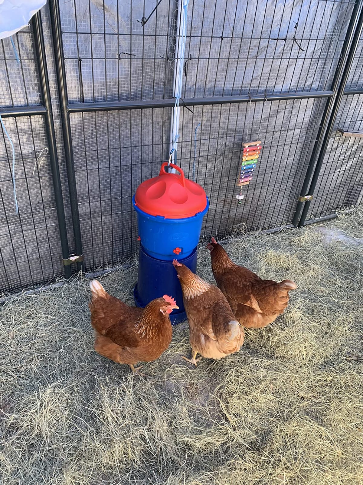 Premier 1 All-Season Heated Poultry Waterer for Chickens & Ducks - 3 Gallon | 100W thermostat keeps water unfrozen to -20°F. Quick-fill cap, 3 recessed nipples, 16 ft detachable cord. Up to 35 birds. customer photo 2
