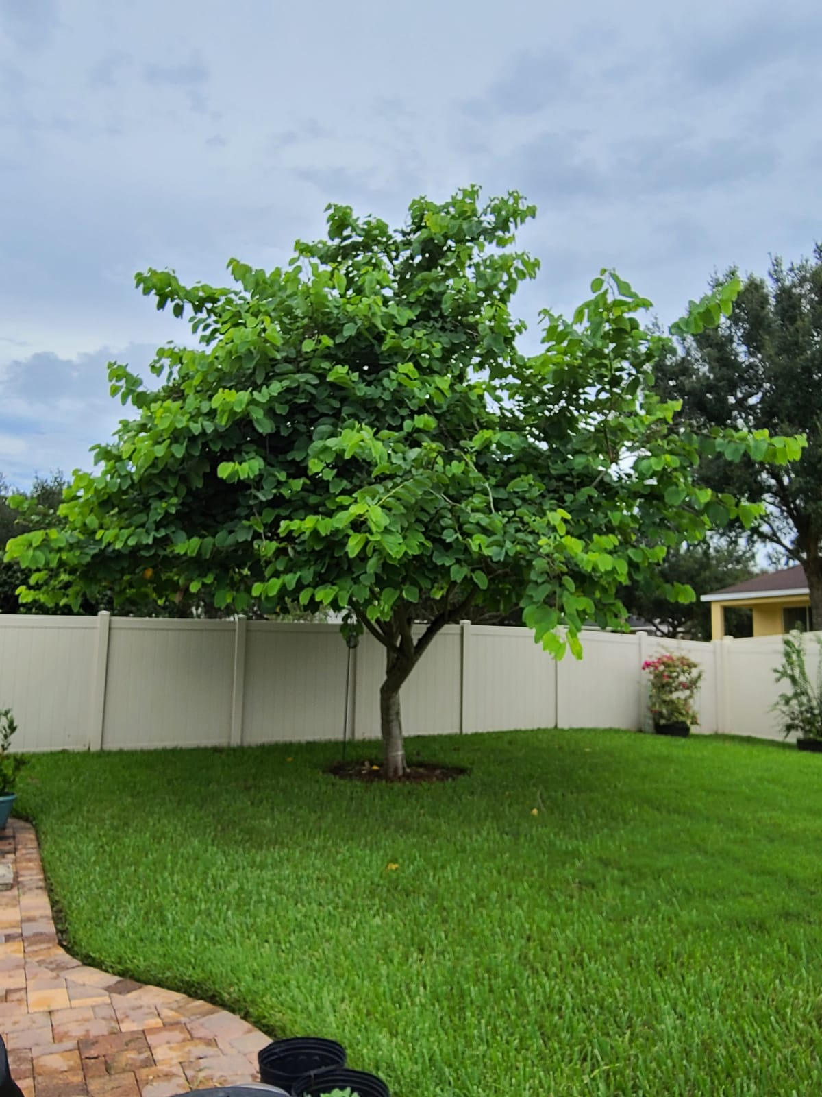 Greenworks 40V 8-Inch Cordless Polesaw, 2.0Ah Battery and Charger Included PS40B210 customer photo 2