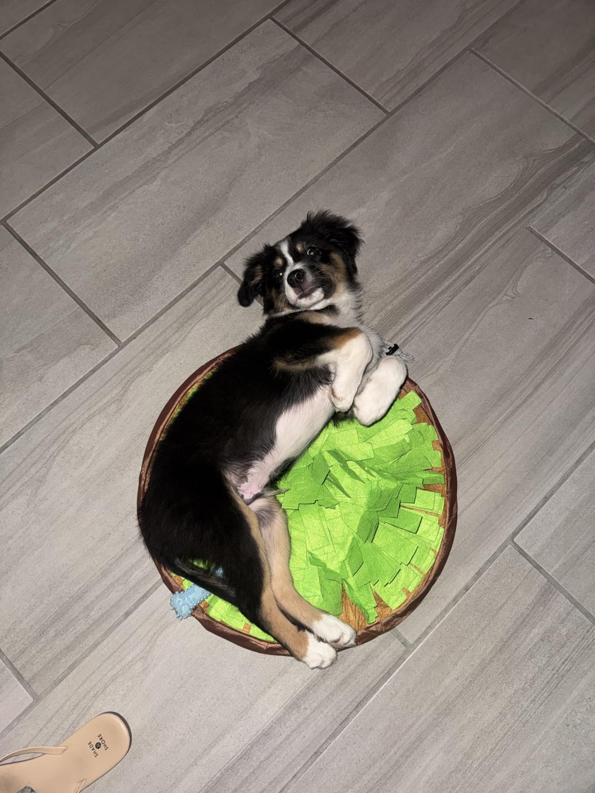 AWOOF Pet Snuffle Mat for Dogs, Interactive Feed Game for Boredom, Encourages Natural Foraging Skills for Cats Dogs Bowl Travel Use, Dog Treat Dispenser Indoor Outdoor Stress Relief customer photo 2