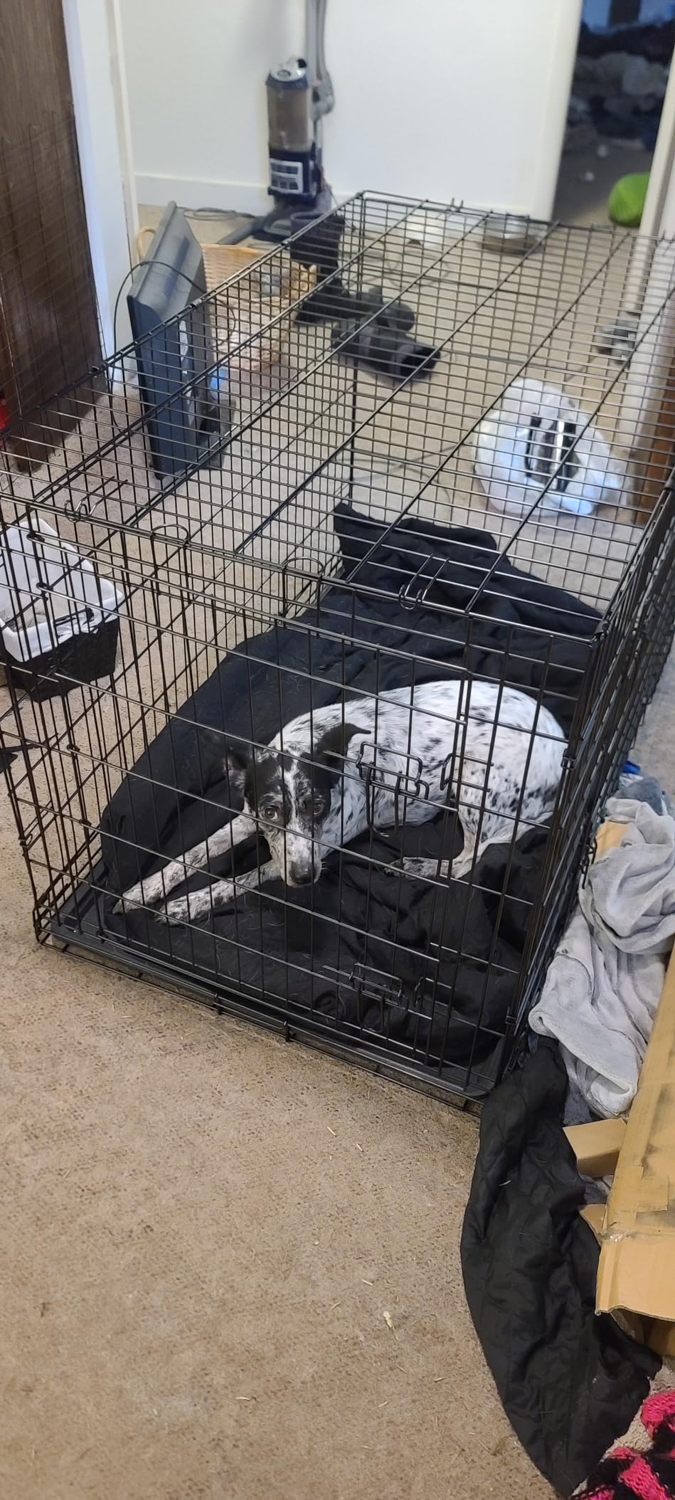 BestPet | Dog Crate | 48