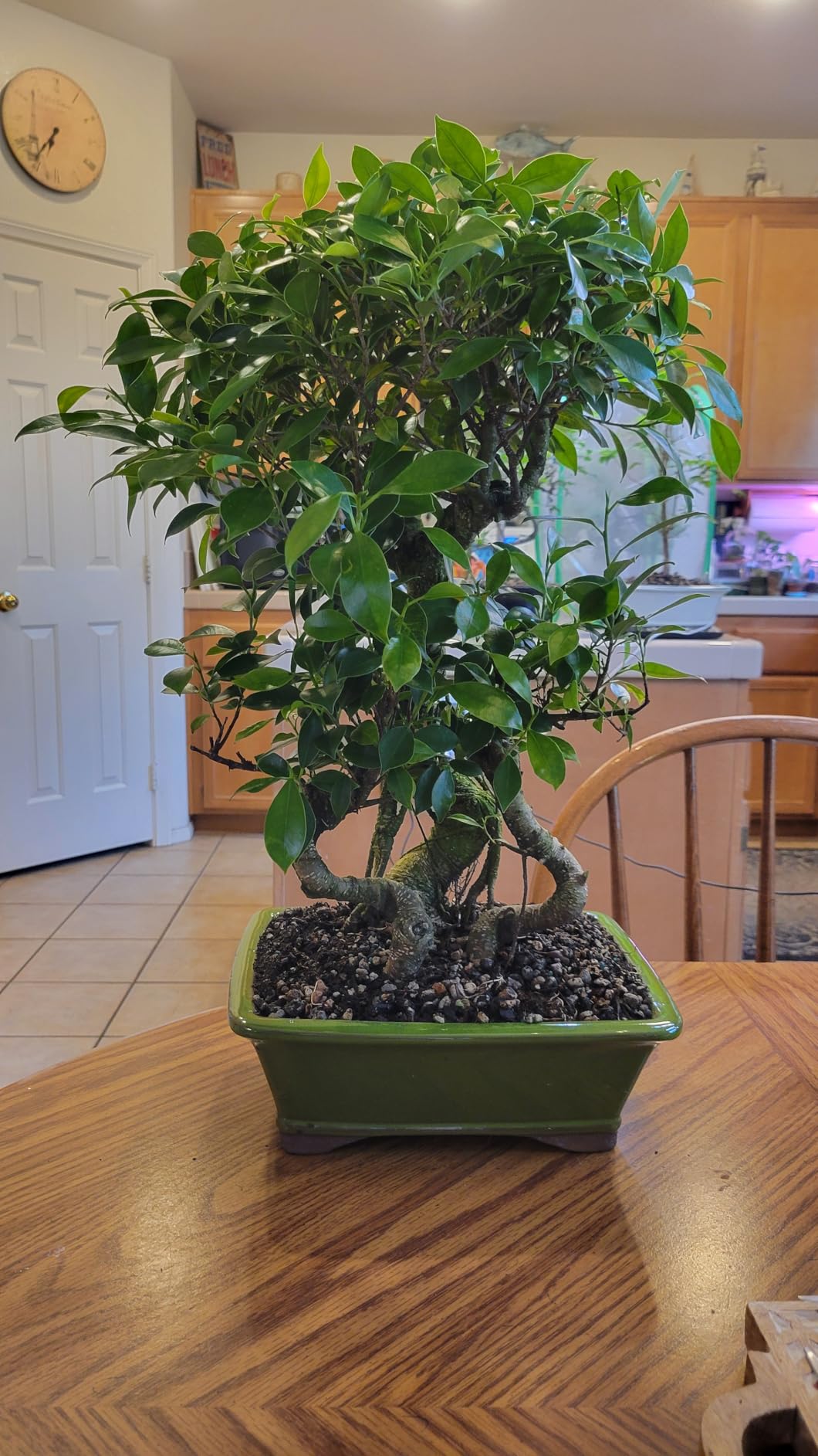 Brussel's Bonsai - Large Live Ficus Bonsai Tree, 7-Year | Live Ficus Bonsai Tree, Indoor Houseplant, Ceramic Pot, 7-Year, Easy Care, Gift Ready customer photo 1