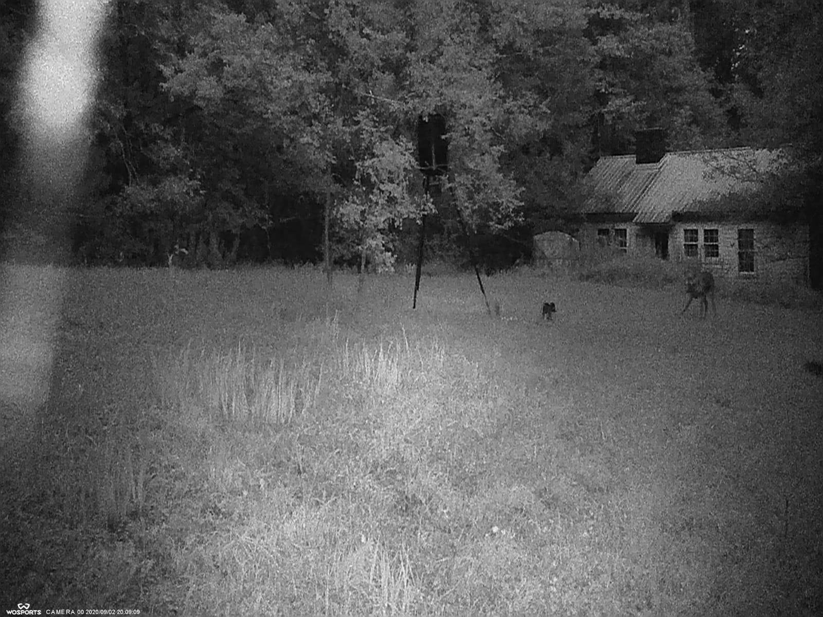 WOSPORTS Mini Trail Camera,24MP 1080P HD Game Camera Motion Activated with IR Night Vision Waterproof Video Deer Cam for Outdoor Wildlife Monitoring customer photo 1