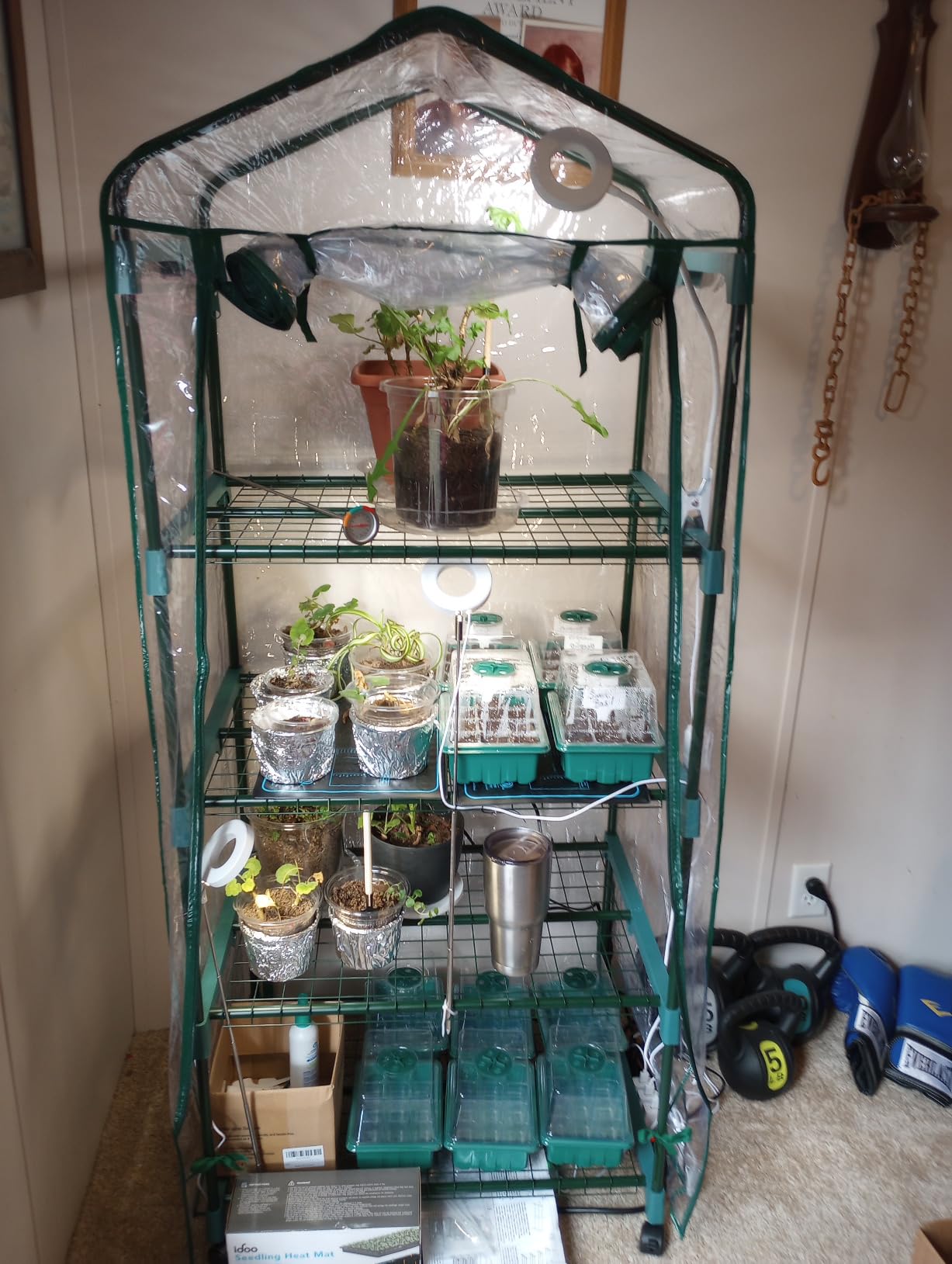 Greenhouse - Walk in Greenhouse with 8 Sturdy Shelves and PVC Cover for Indoor or Outdoor Use - 56 x 56 x 76-Inch Green House by Pure Garden customer photo 2