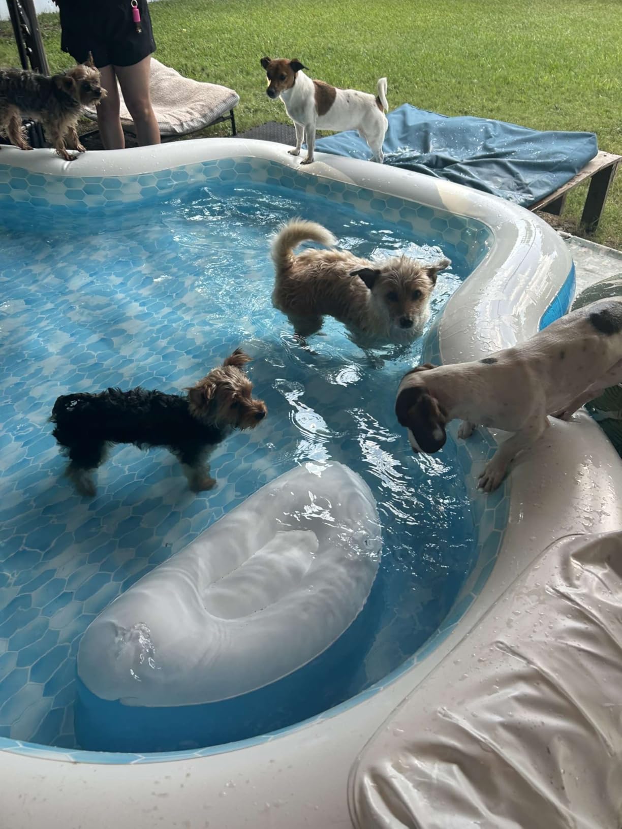 Members Mark Elegant Family Pool 10 Feet Long 2 Inflatable Seats with Backrests. New Version customer photo 2