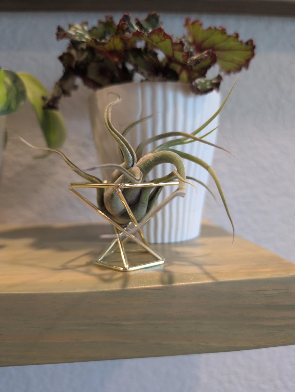 Geometric Air Plant Holder Airplants Rack Metal Plants Stand Planter Shelves Himmeli Living Decor Tillandsia Pot Containers (Gold 3pcs) customer photo 2