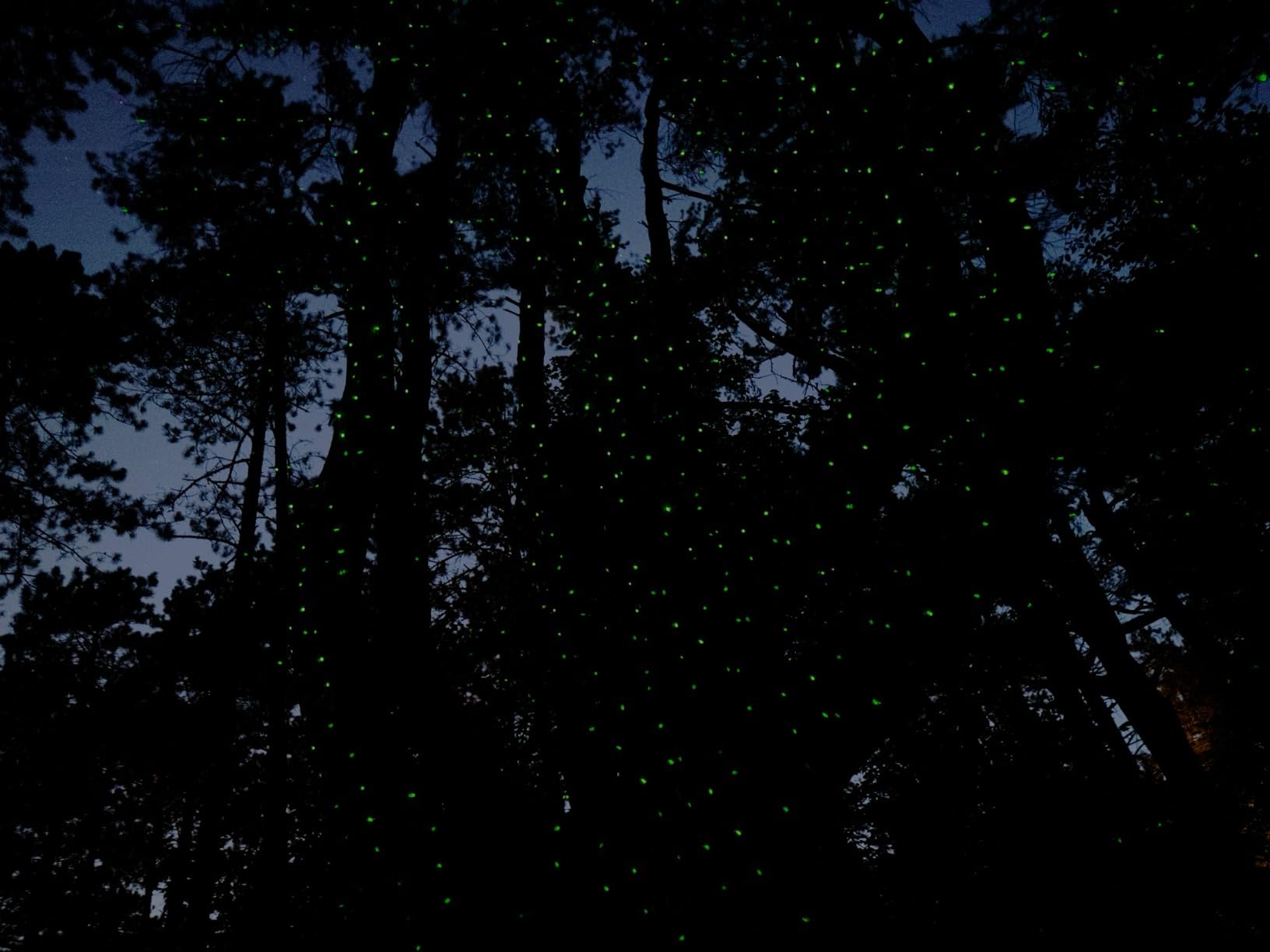 Firefly Garden Lights Star Projector Laser Christmas Lights for Garden Lawns Courtyard customer photo 1
