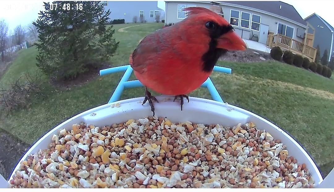 NETVUE Birdfy AI Smart Bird Feeder Camera Solar Powered, AI Auto Capture Bird Videos & Identify 6000+ Bird Species, Cloud Storage & Birdwatching On Live customer photo 1