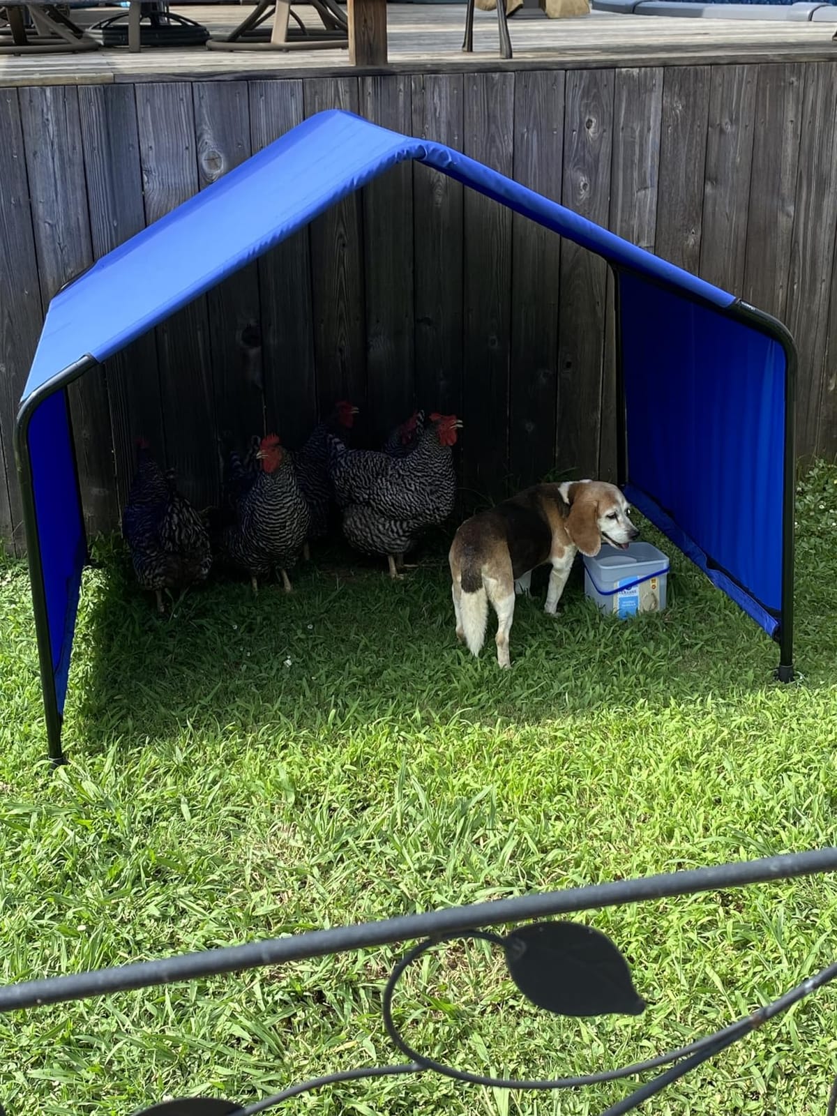 ShelterLogic 4' Outdoor Pet Shade, Versatile Pet Canopy Tent for Dogs, Cats, Small Animals and Livestock, Blue customer photo 1