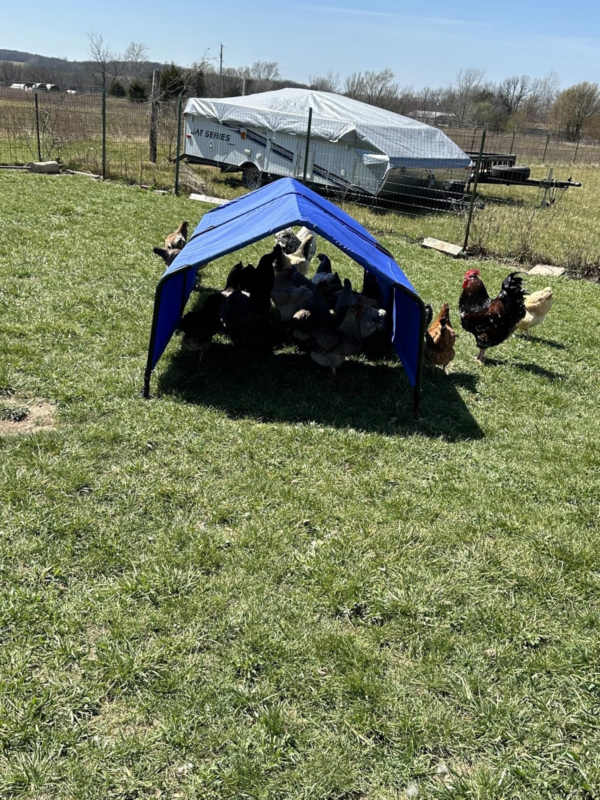 ShelterLogic 4' Outdoor Pet Shade, Versatile Pet Canopy Tent for Dogs, Cats, Small Animals and Livestock, Blue customer photo 2