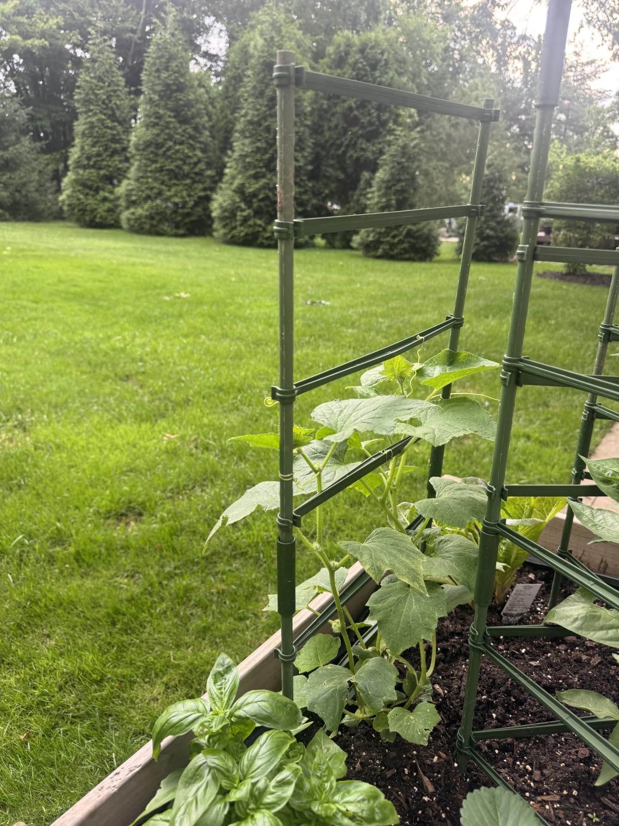 Legigo 6 Pack Tomato Cage for Garden, Up to 48Inch Sturdy Tomato Trellis customer photo 1