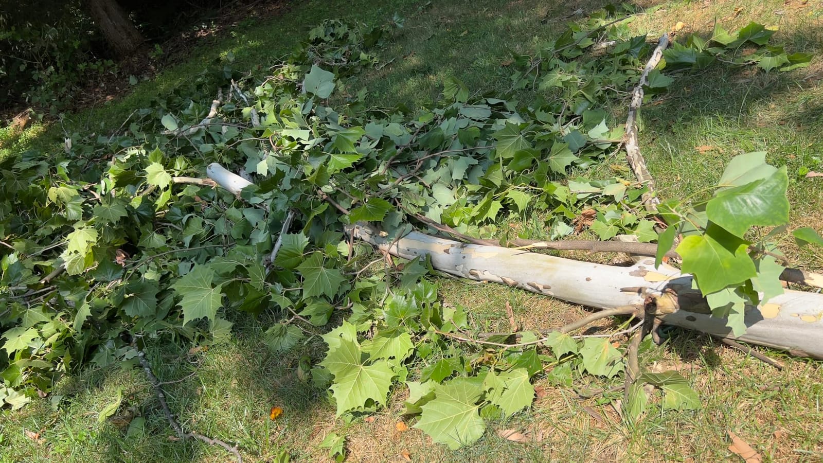 EGO POWER+ Chain Saw, 16