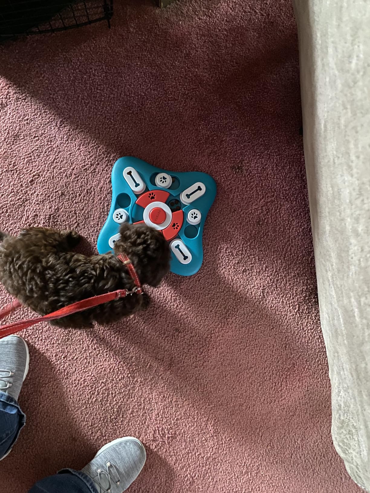 PETSTA Dog Puzzle Toys, Treat Dispensing Dog Enrichment Toys for IQ Training and Brain Stimulation, Interactive Mentally Stimulating Toys as Gifts for Puppies, Cats, Dogs customer photo 2