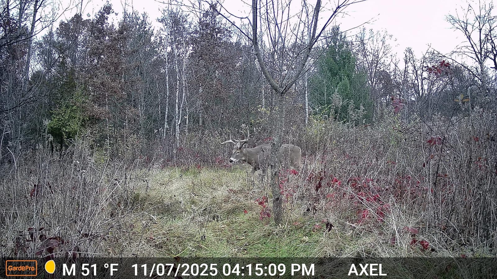 GardePro E5S Trail Camera (Non-Cellular, Non-WiFi), 64MP Photo & 1296P HD Video, 0.1s Trigger, 100ft No-Glow Night Vision, Motion Activated Wildlife Camera customer photo 2