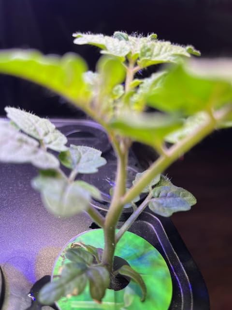 Ahopegarden Indoor Garden Hydroponics Growing System: 10 Pods Kit with LED customer photo 2