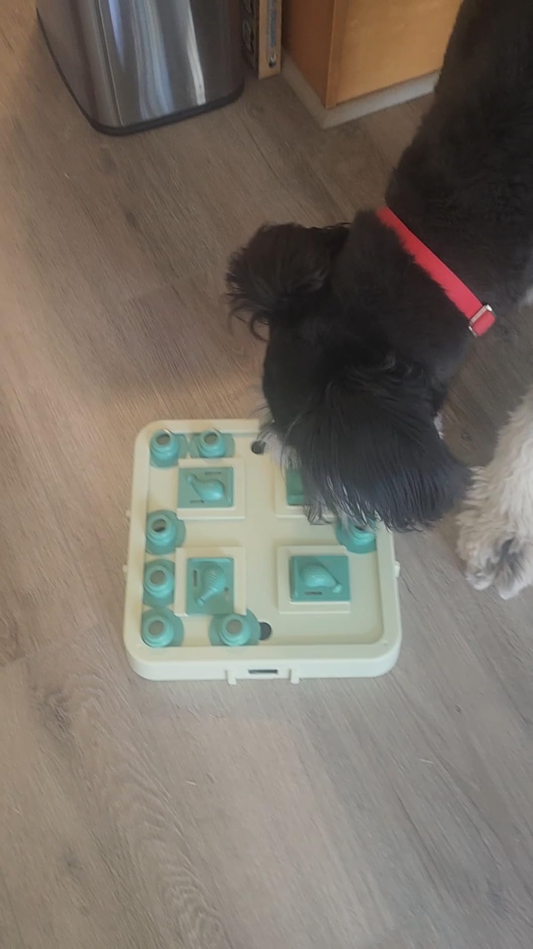 KADTC Dog Chess Puzzle Toy, 3-Levels, Mental Stimulation for Smart Dogs customer photo 2