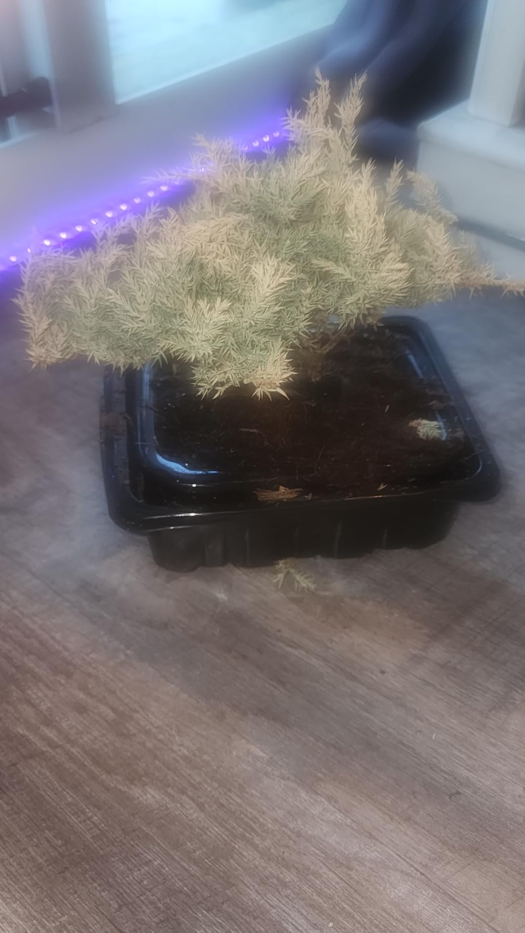 Live Dwarf Juniper Bonsai Tree About 6 Years Old with Cute Ceramic Fisherman | Juniper Bonsai Tree | Indoor/Outdoor | 100% Handcrafted | Home and Office Décor | Best Gift for Holiday customer photo 1