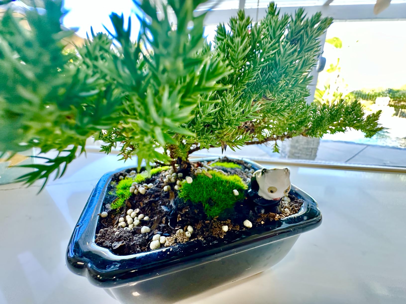 Live Dwarf Juniper Bonsai Tree About 6 Years Old with Cute Ceramic Fisherman | Juniper Bonsai Tree | Indoor/Outdoor | 100% Handcrafted | Home and Office Décor | Best Gift for Holiday customer photo 2
