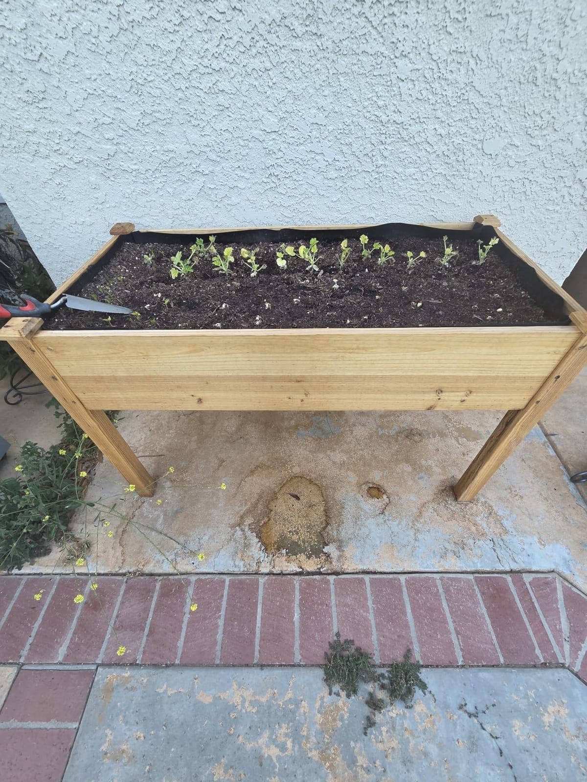 Cedar Raised Garden Bed with Legs, Outdoor Planter Box 48x24x30, 200lb customer photo 2