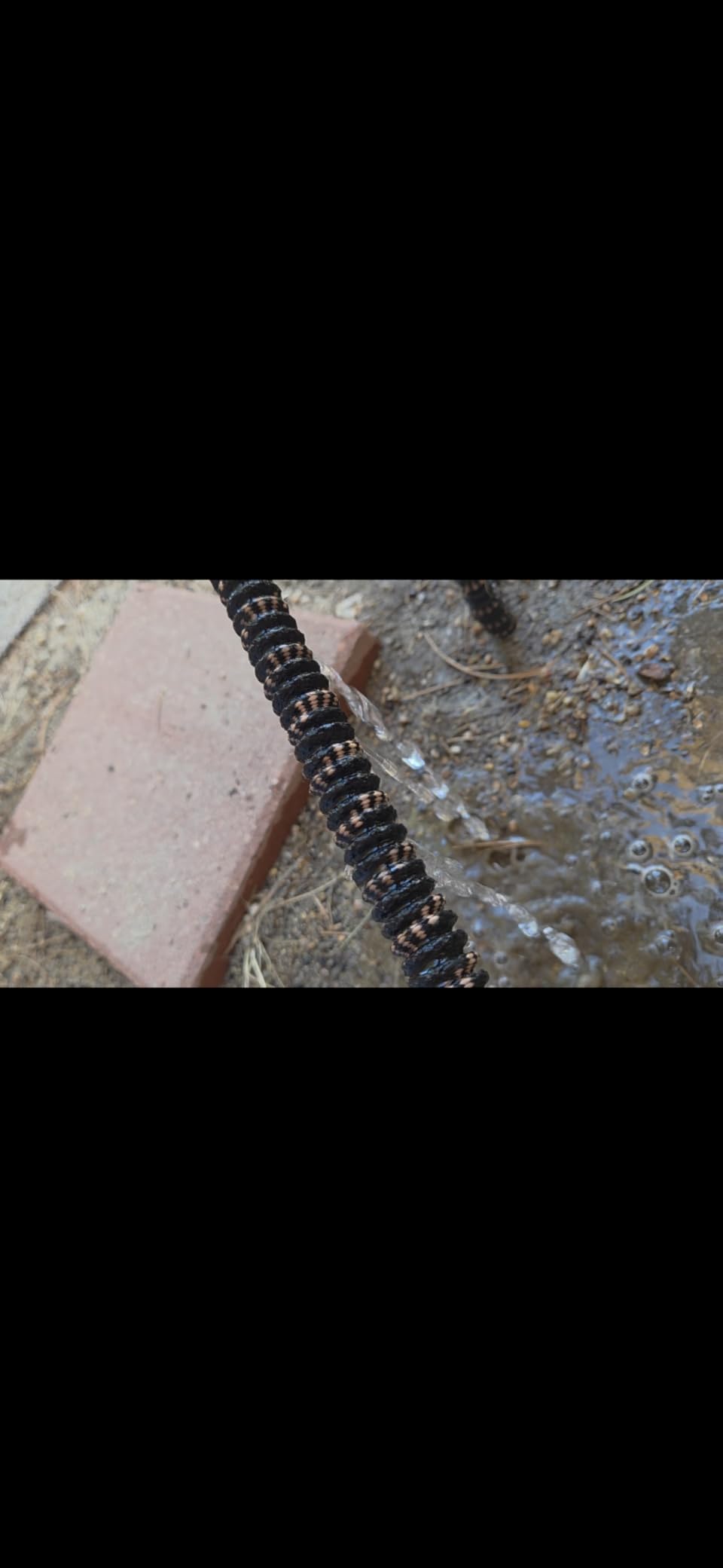Pocket Hose 25 FT Copper Bullet Expandable Garden Hose, As Seen on TV | 10 pattern thumb spray nozzle, anti-burst upto 650 psi, 3/4 in, lead-free, solid copper, anodized aluminum, ultra-lightweight customer photo 1