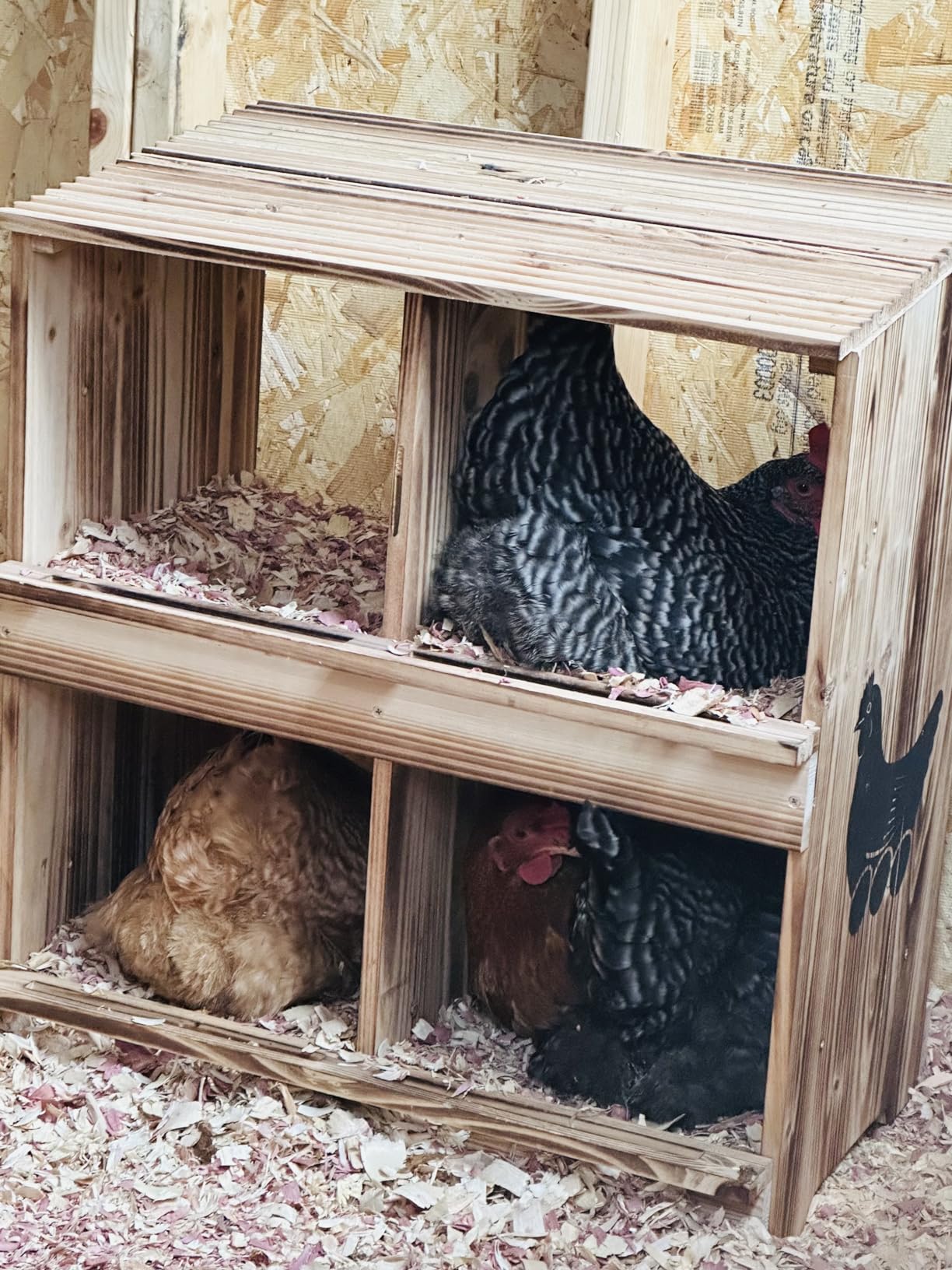 Nesting Boxes for Chickens - Wooden Chicken Nesting Box for Poultry Heavy Duty 4 Compartments Laying Eggs Nest Box Wall Mount for Chickens, Hens, Ducks customer photo 2