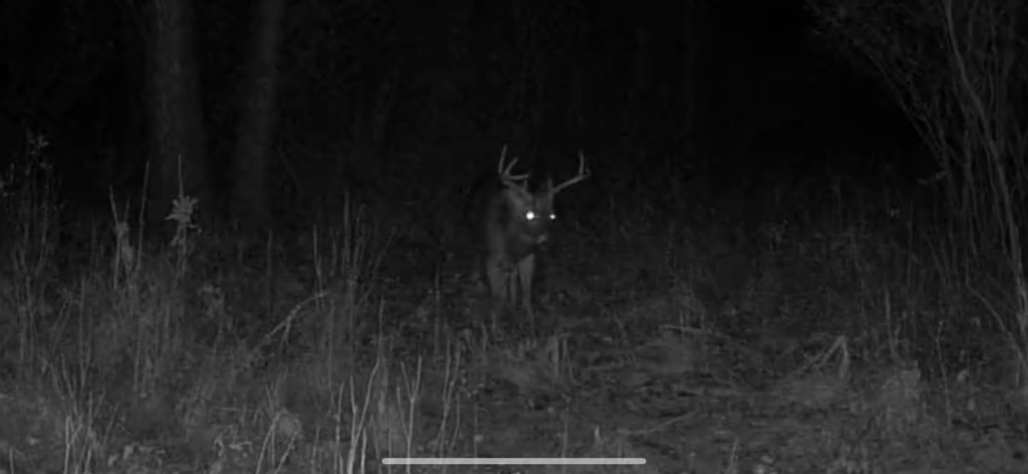 SEHMUA Trail Camera, 2K HD Live Streaming Game Camera AI Animal Detection | 4G LTE Cellular Trail Camera Built-in SIM Unlimited Data, Trail Cameras with Night Vision Motion Activated Waterproof No Wifi customer photo 2
