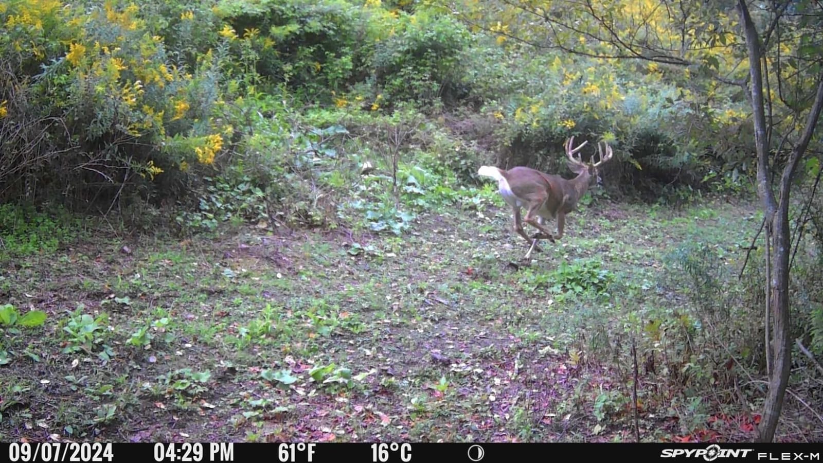 SPYPOINT Flex-M Twin Pack Cellular Trail Cameras - Best Hunting Accessories, No WiFi Needed, GPS, Night Vision, Dual-Sim LTE, IP65 Water-Resistant Game Camera, 28MP Photos, 720p Videos + Sound (2) customer photo 1