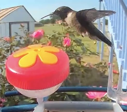 Smart Bird Feeder with Camera Solar Powered, 2K Live Stream for Backyard | 5MP Photos, AI Bird Species Identification, Auto Alert & Record, 1.8L Capacity customer photo 2