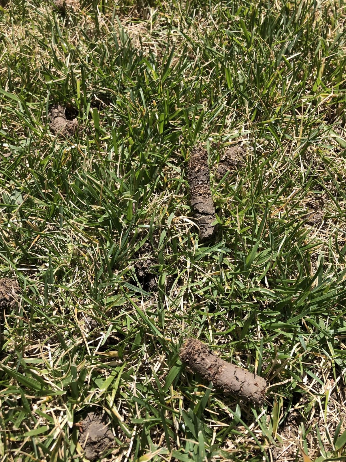 Patented Rolling Lawn Aerator Manual Coring Tool Compacted Soil Loosening | Transport Mobile Wheels, Reinforced Dual Push Rod, Pull Soil Plugs to Relieve Lawn Compaction, Promote Healthier Grass Growth customer photo 1