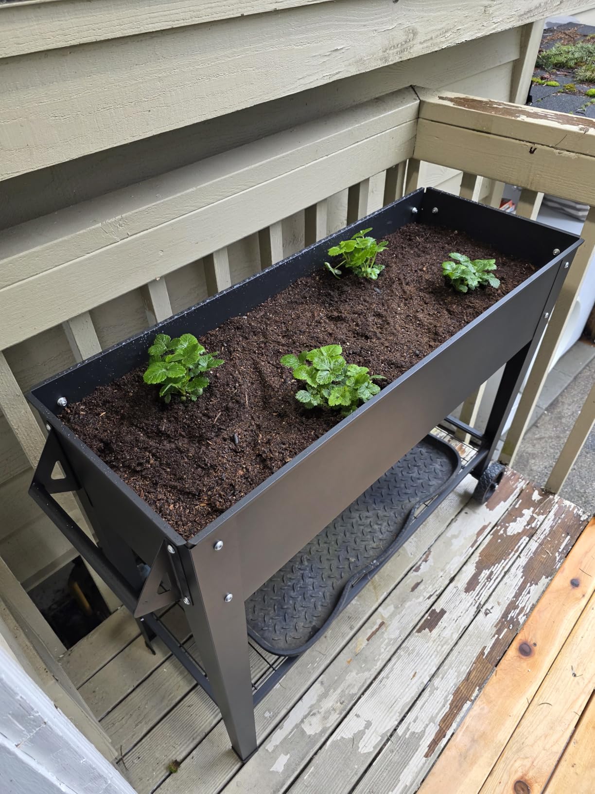 Raised Garden Bed with Legs and Wheels, Metal Outdoor, Green | Steel Frame, 400lb Capacity, 32in Tall No Bending, 2 Large Wheels, Bottom Shelf, Drainage Holes, Herb Vegetable Planter Box customer photo 1