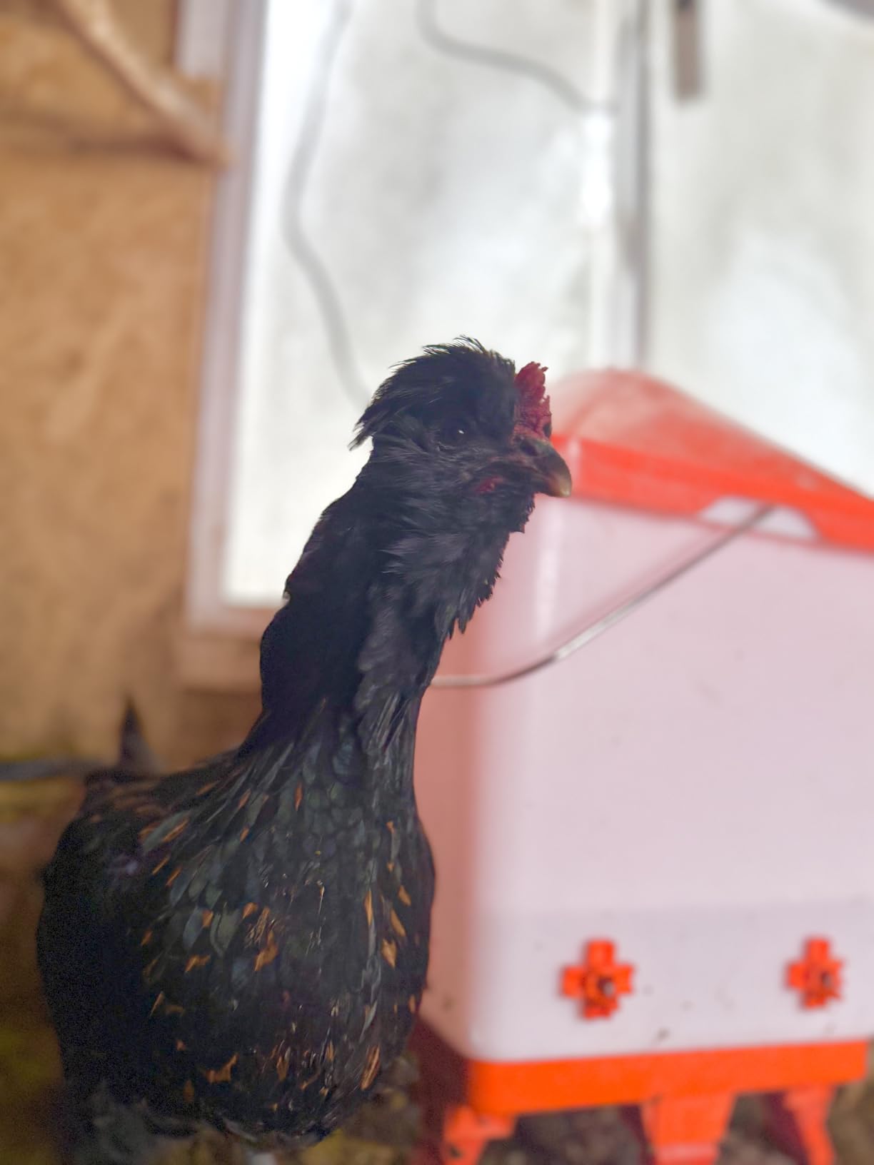 Eggluuz Heated Chicken Waterer 5 Gallon Thermostatically Controlled Poultry Water Heater with 8 Horizontal Nipples for Winter customer photo 1