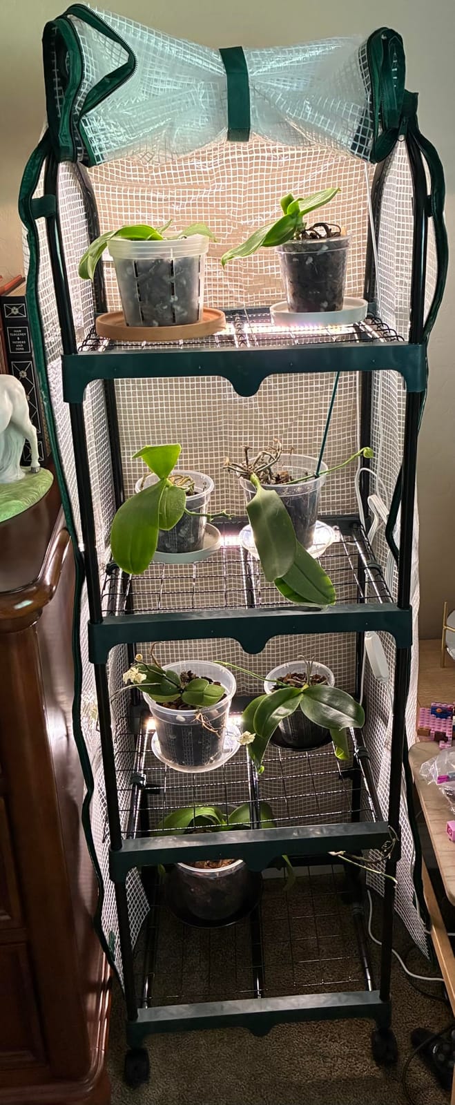 Ohuhu Mini Greenhouse for Indoor Outdoor, Small Plastic Plant Green House with Locking Wheels Portable Greenhouses with Durable Cover for Seedling, Ideal Gardening Gifts for Women Men Transparent customer photo 1