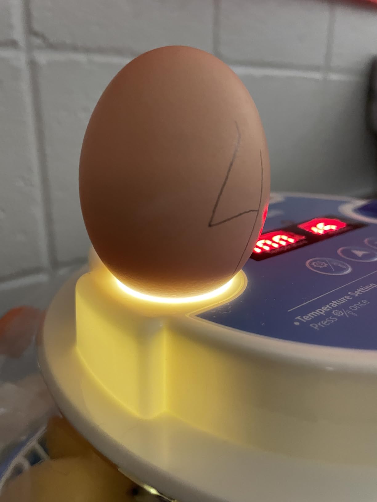 12 Egg Incubators for Hatching Eggs, Auto Turning, Temp & Humidity Control customer photo 2