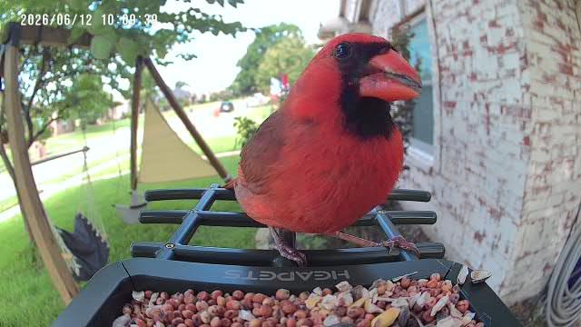 Smart Bird Feeder with Camera Solar Powered, 2K HD Video, AI Bird Species Identification, Instant Arrival Alerts, Weatherproof Design for Effortless Birdwatching, Best Gift for BirdLovers, Red customer photo 1