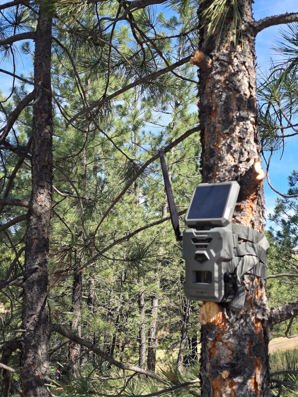 SPYPOINT Flex-S-Dark Solar Cellular Trail Camera - Built-in Solar Panel, 40MP Photos, 1080p Videos + Sound, No-Glow Game Camera, Night Vision, Motion Activated Trail Cam customer photo 1