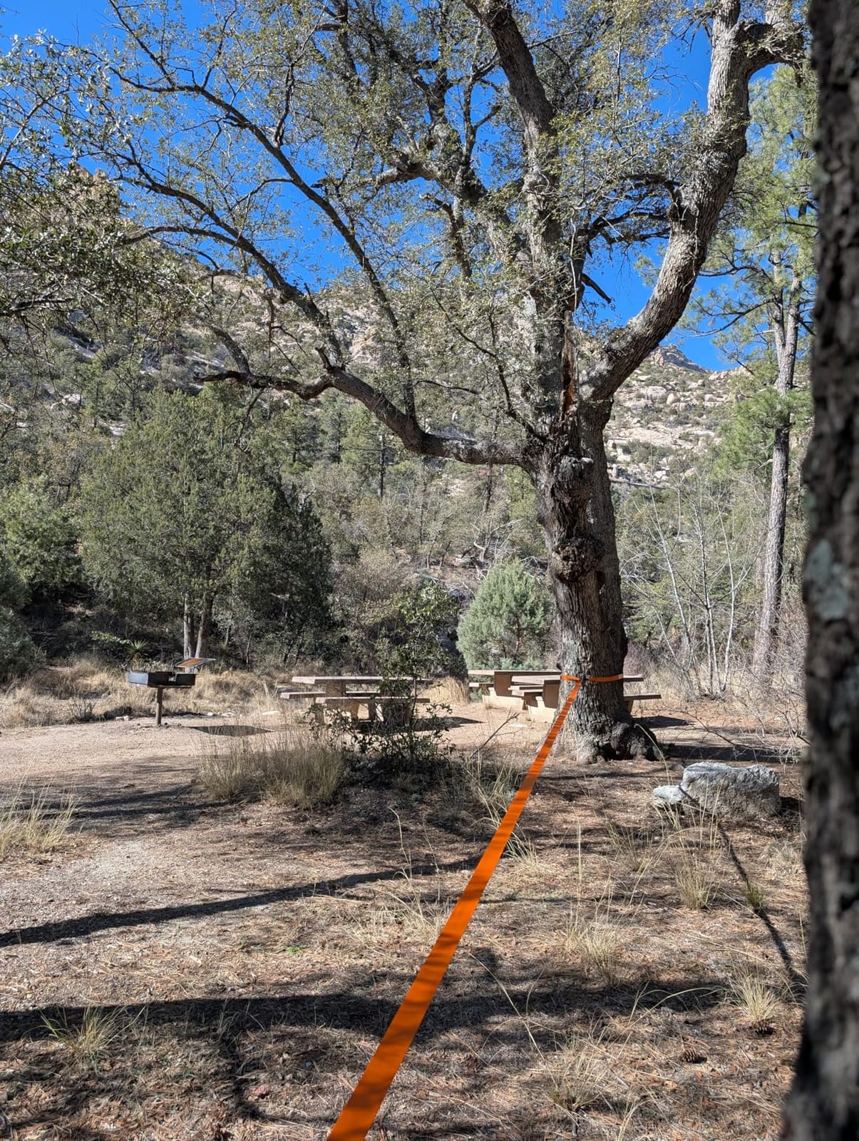 Essential Slackline Kit for Kids & Adults - 60ft Ninja Line (Orange) | 300 lb Capacity, Extra-Wide Tree Protectors, 3 Year Warranty customer photo 1