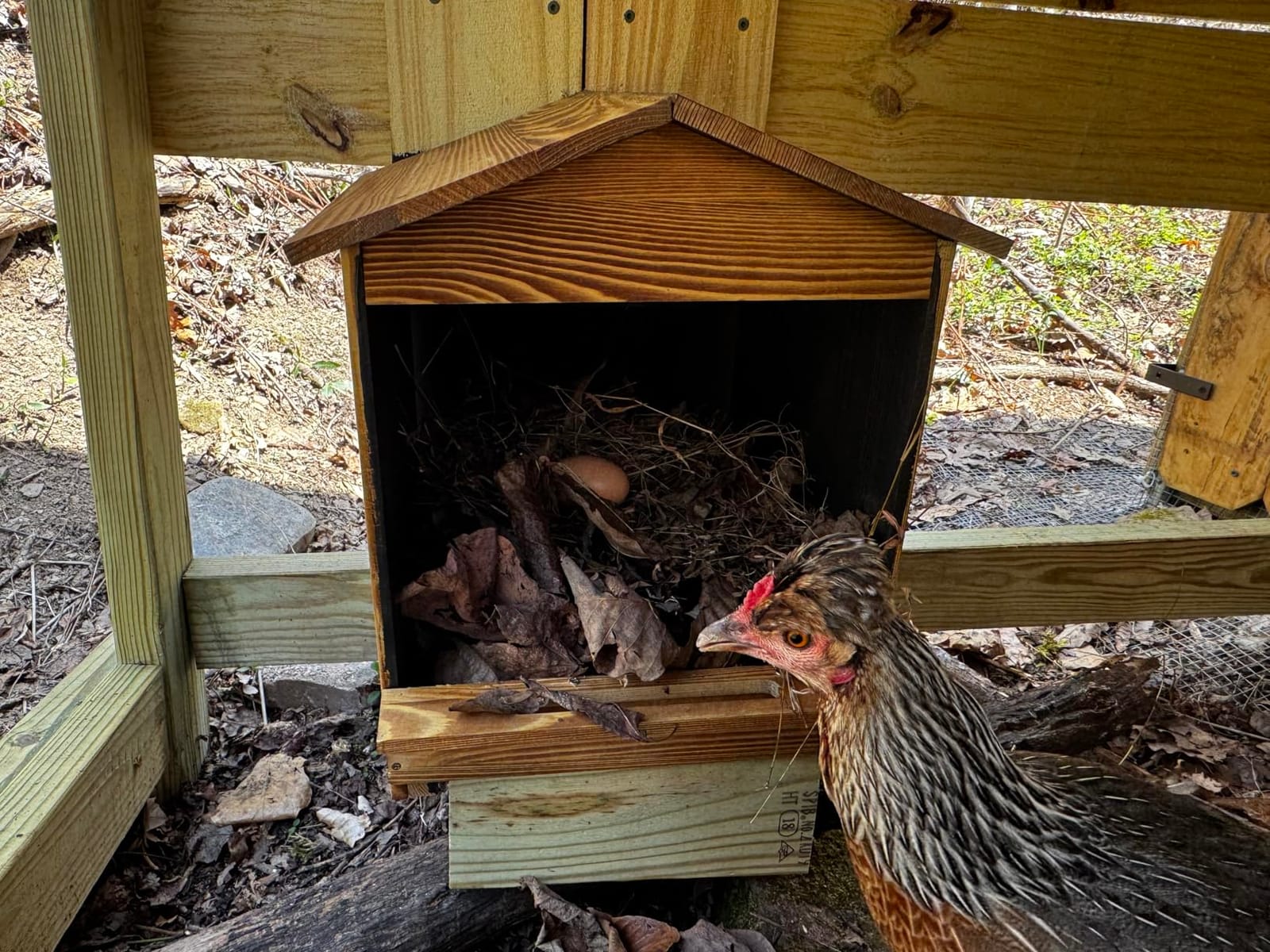 Chicken Nesting Box 3 Compartments - Wall Mount Wooden Egg Laying Nest Box for Chicken Coop, Easy to Assemble & Versatile Use for Hens, Ducks, Chickens customer photo 2