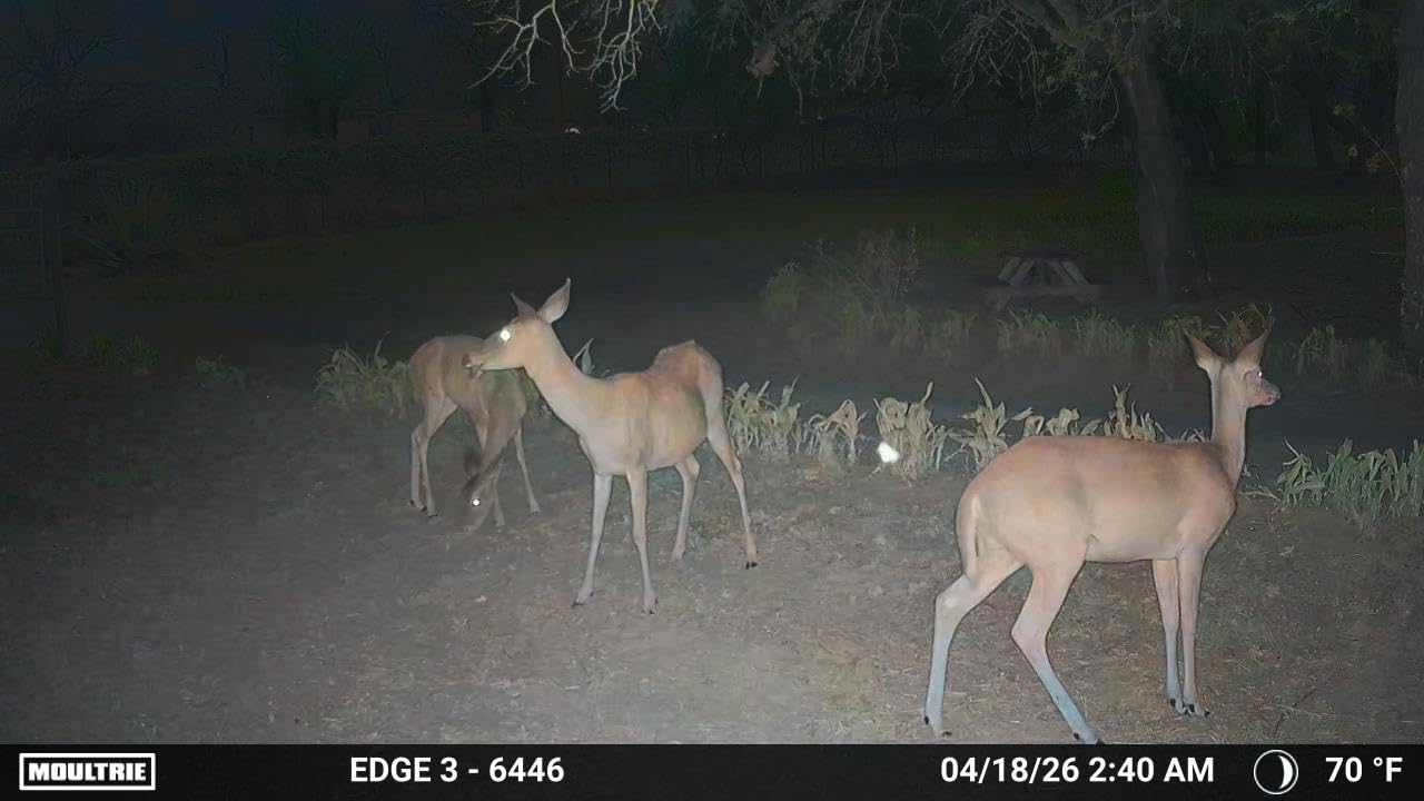 Moultrie Edge 3 Cellular Trail Camera - 40MP, 0.5s Trigger | Scout from Anywhere, HD photos via Mobile app, 1080p video, multi-carrier, low-glow flash, GPS, AI detection customer photo 1