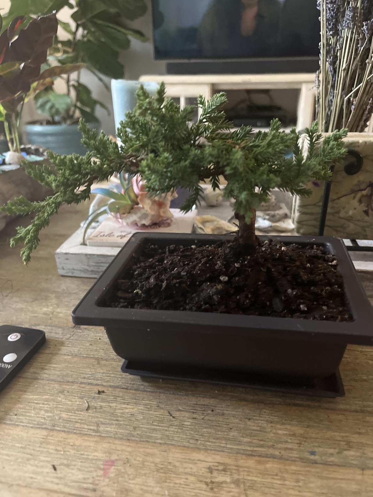 Live Dwarf Juniper Bonsai Tree | Potted in Plastic Pot | 3 Years Old | 100% Handcrafted | Outdoor Bonsai | Unique Gift for Birthday, Graduation, Anniversary customer photo 2