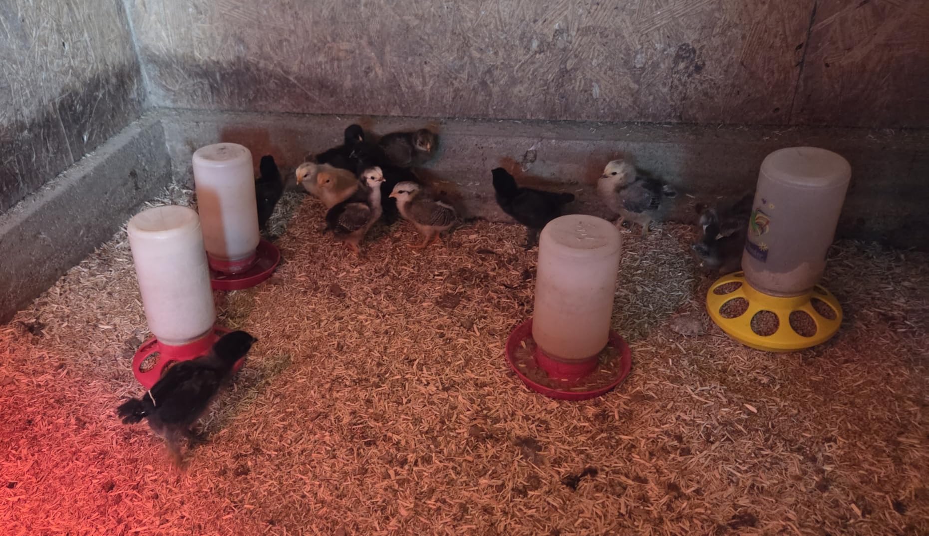 26-Egg Incubators for Hatching Eggs, Auto Turning, Temp & Humidity Control customer photo 1