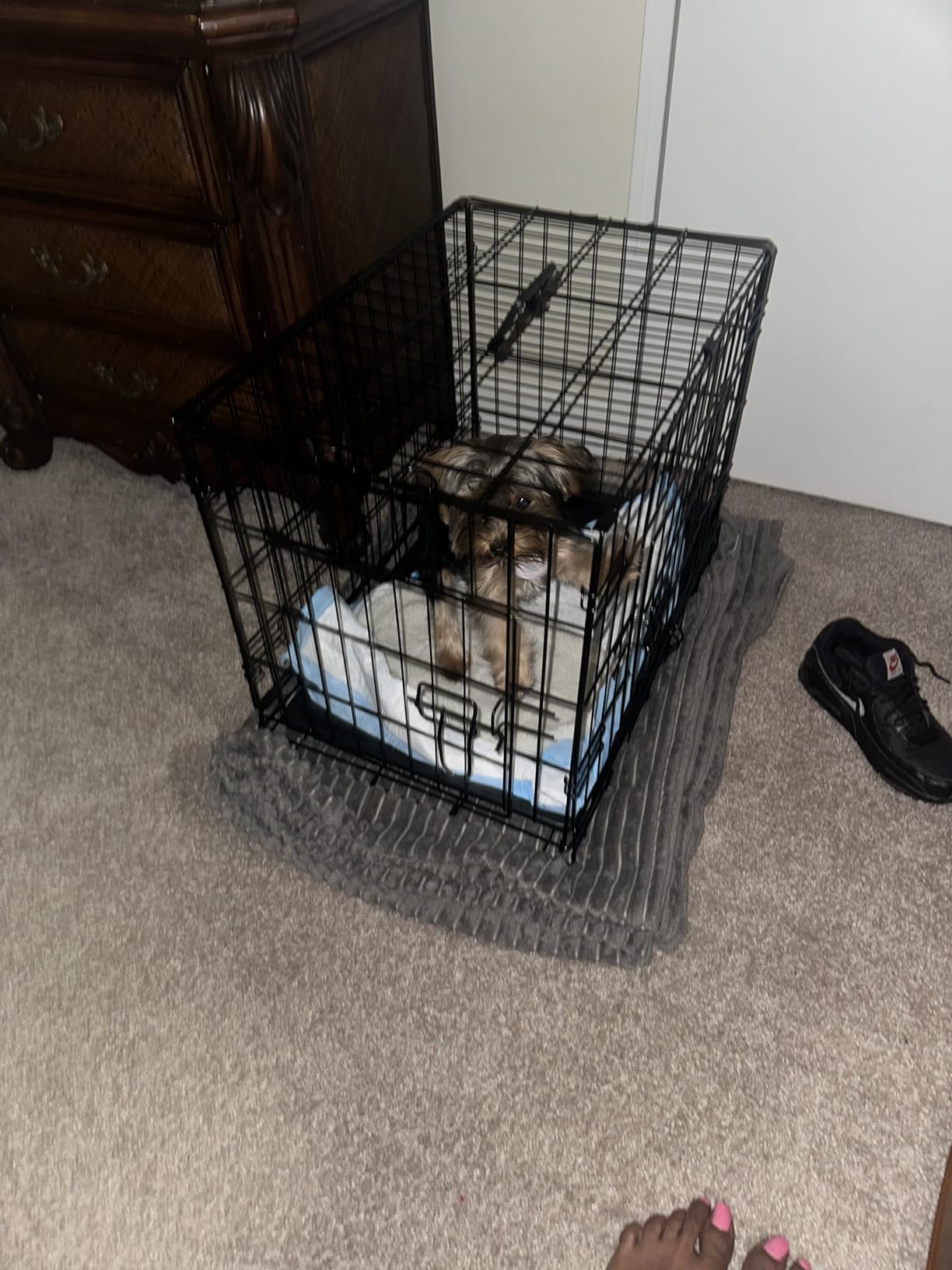 Sweetcrispy Dog Crate 42 Inch, Medium Large Dog Cage, Foldable Pet Kennel | Double Door, Metal Kennel, Secure Lock, Removable Tray, Indoor Outdoor Training Travel customer photo 2