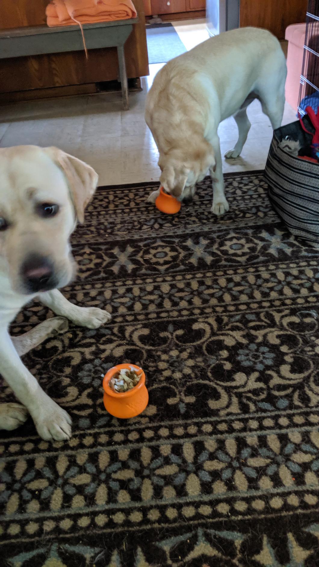 WEST PAW Zogoflex Toppl Interactive Treat Dispensing Puzzle Dog Toy for Mental Stimulation & Enrichment-Holds Kibble & Treats-Lickable, Freezable & Dishwasher Safe-Made in USA-Large-Geranium customer photo 2