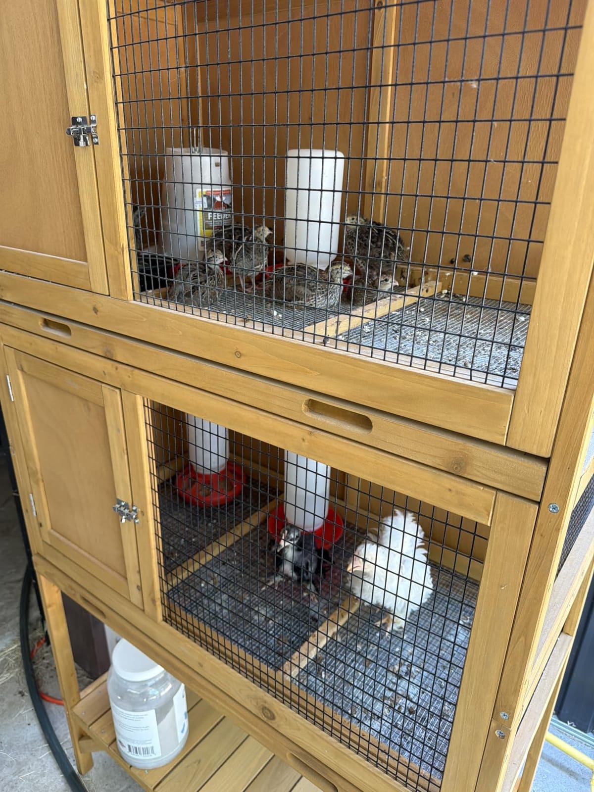 GDLF Wooden Quail Cage Indoor, 2-Tier Quail Coop with Pull-Out Trays customer photo 1