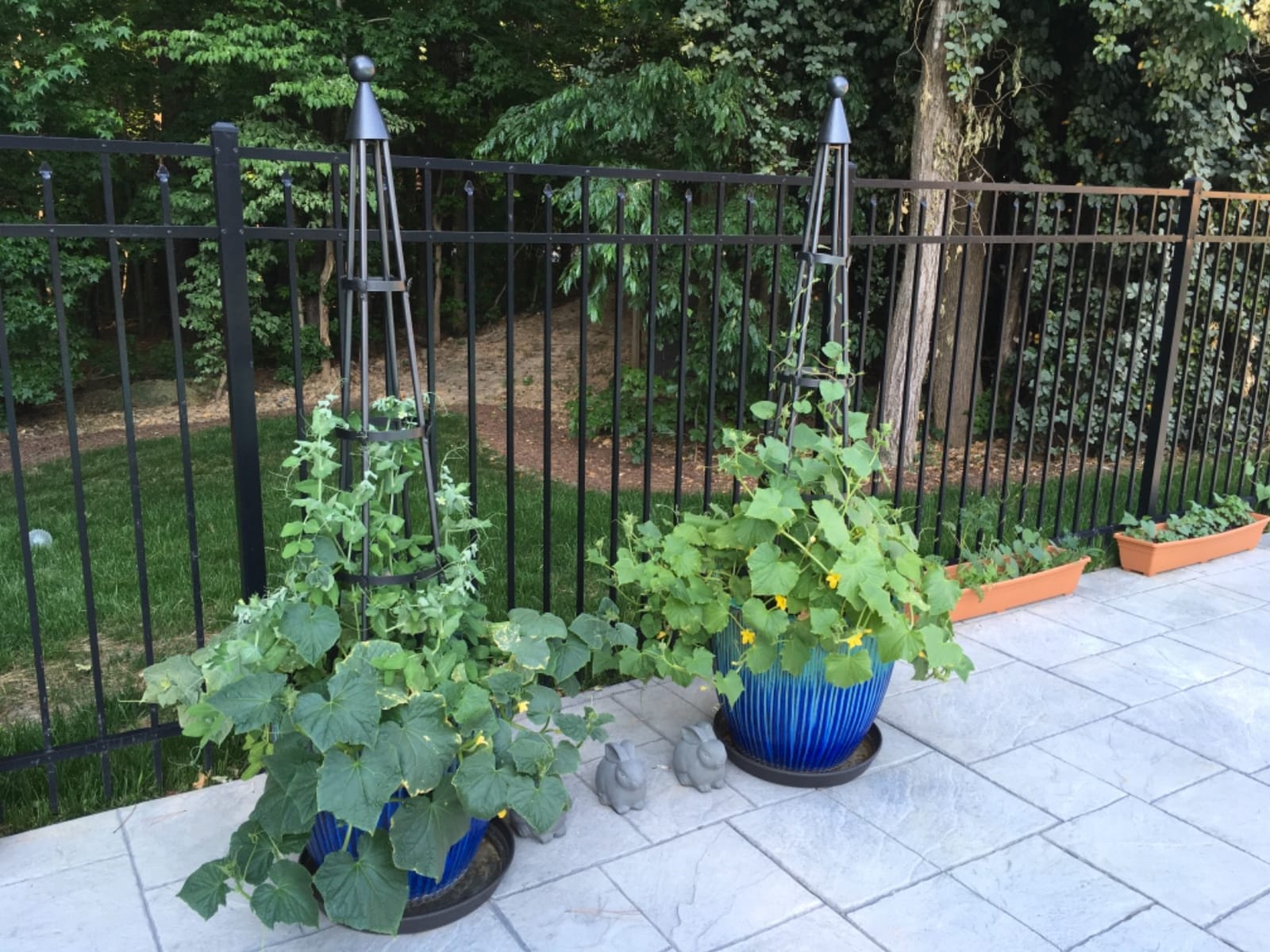 Achla Designs OBL-01, 61-in Wrought Iron Garden Obelisk Trellis, H, Graphite customer photo 2