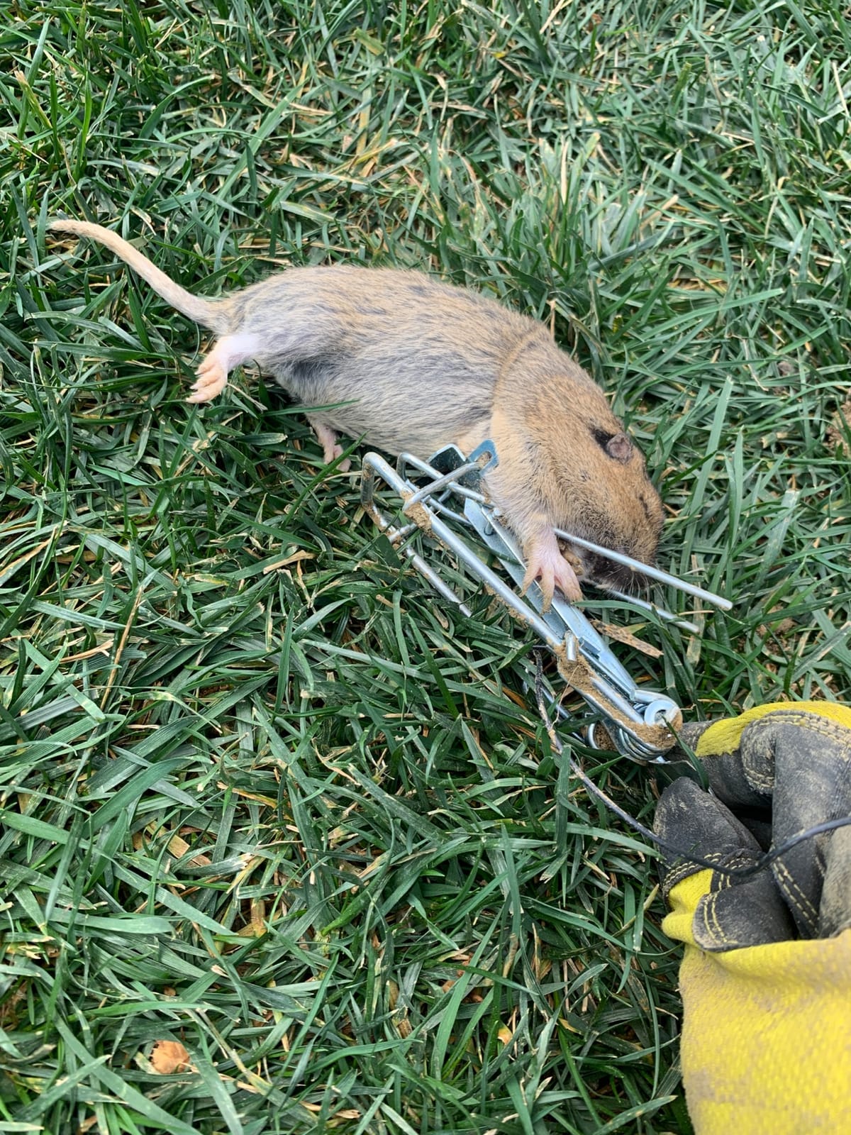 Victor Easy Set Gopher Trap, 2-Pack, Weather-Resistant Rodent Traps customer photo 1